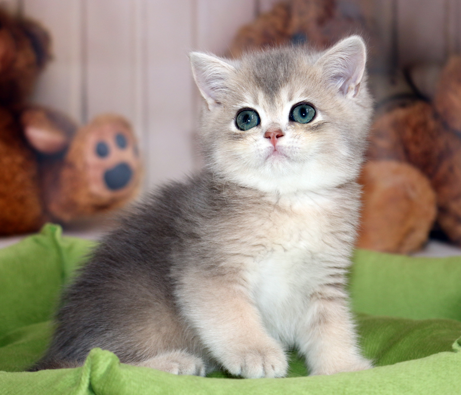 Urlich Apple Wood — британский короткошёрстный котёнок, фото 2