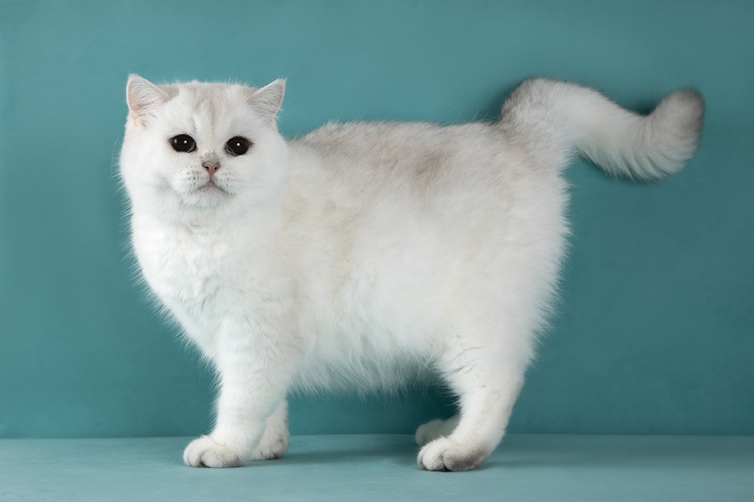 Кошка серебристая британская шиншилла NeoLit Silver Point Enchantress