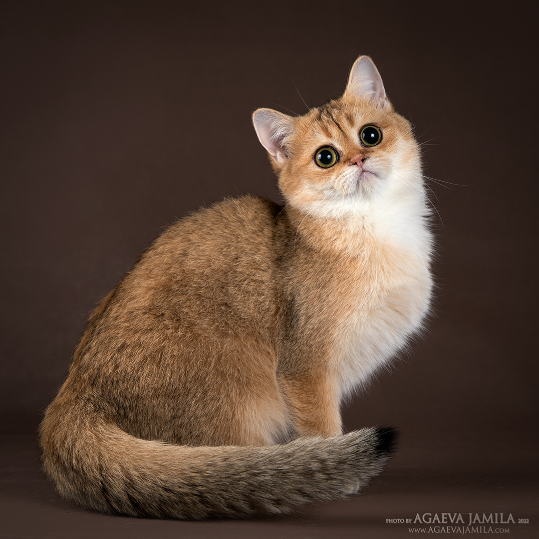 Iya Mitland — мама котят Apple Wood