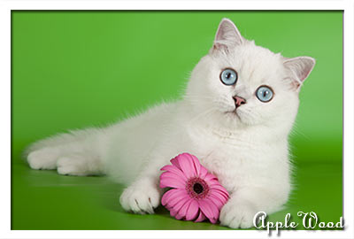 Lara-Cat Gabriella — бывший производитель питомника Apple Wood