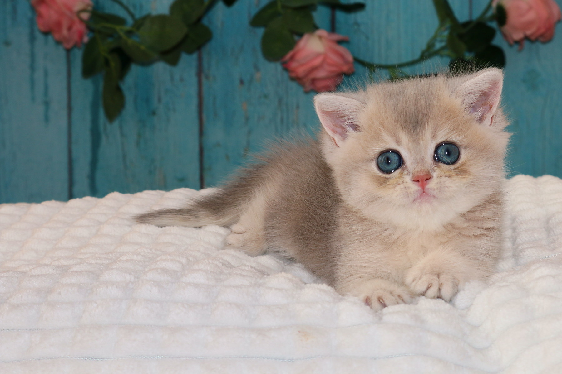 Urlich Apple Wood — котёнок Apple Wood голубое золото, фото 10