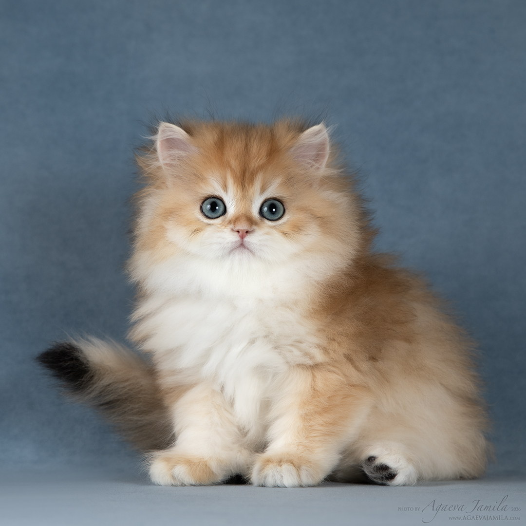 Quebec Apple Wood — котёнок британской шиншиллы