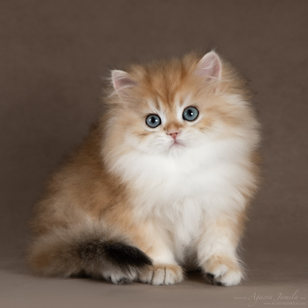 Quebec Apple Wood британский котёнок шиншилла