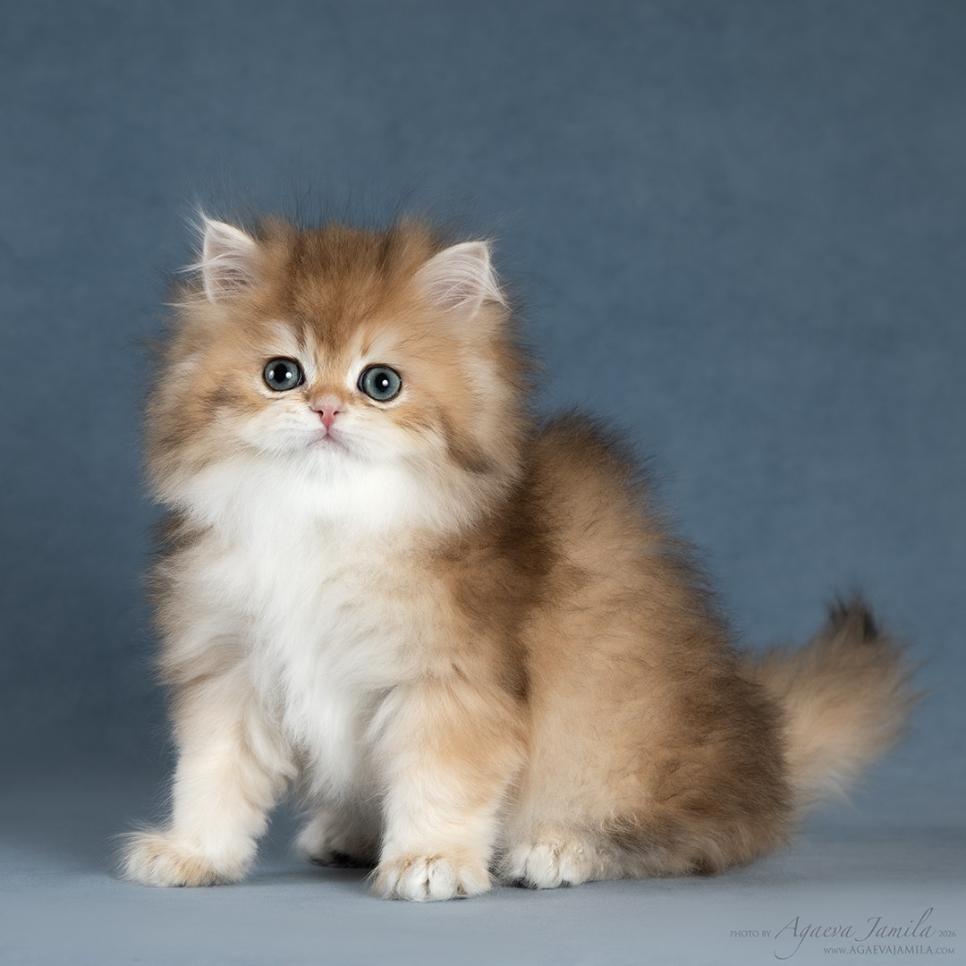 Quizzie Apple Wood котёнок британской шиншиллы