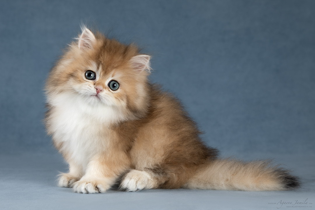 Quizzie Apple Wood котёнок британской золотой шиншиллы
