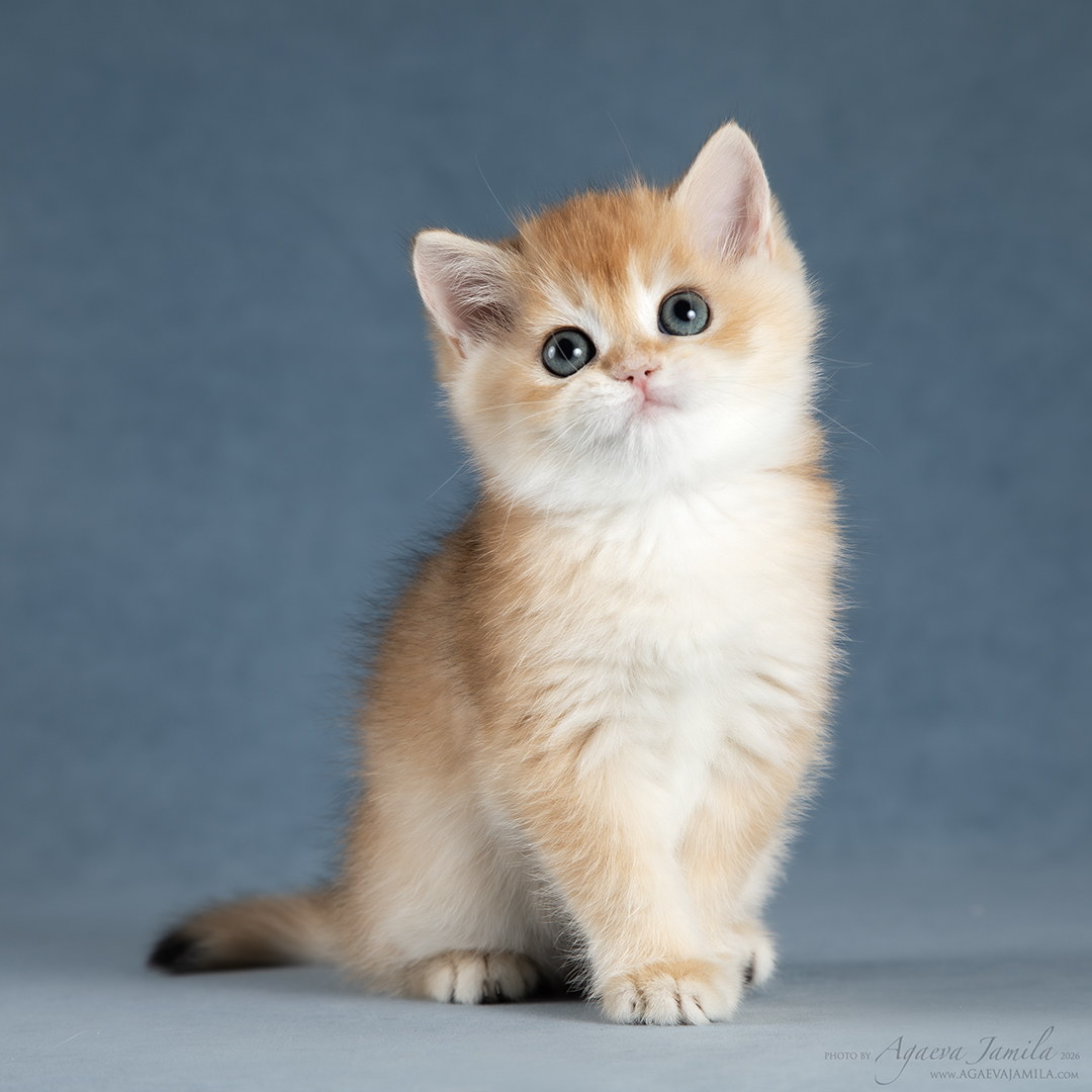 Scarlet Apple Wood котёнок британской золотой шиншиллы