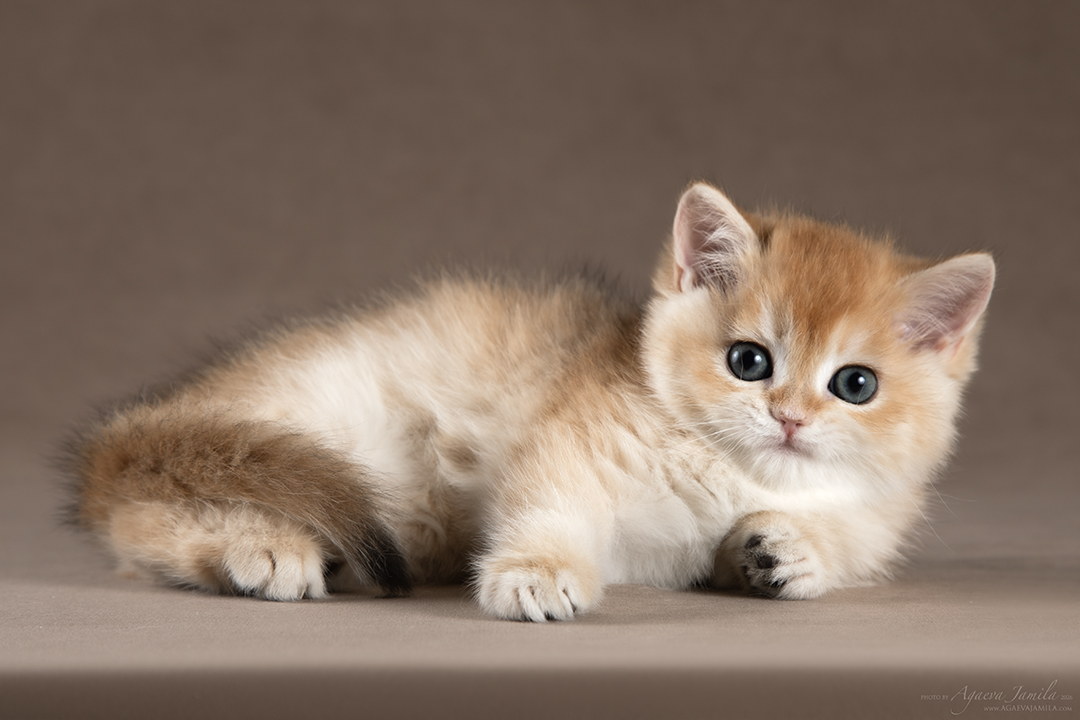 Scarlet Apple Wood британский котёнок шиншилла
