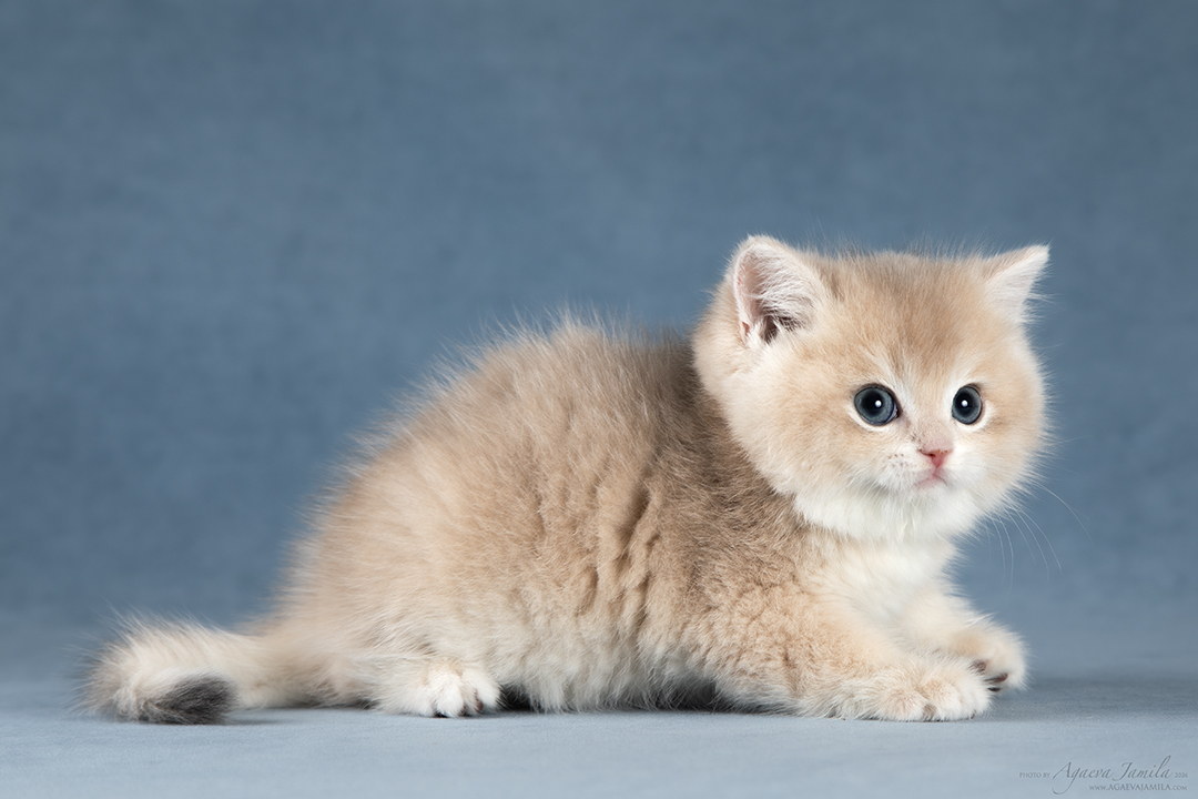 Teddy Apple Wood британский котёнок
