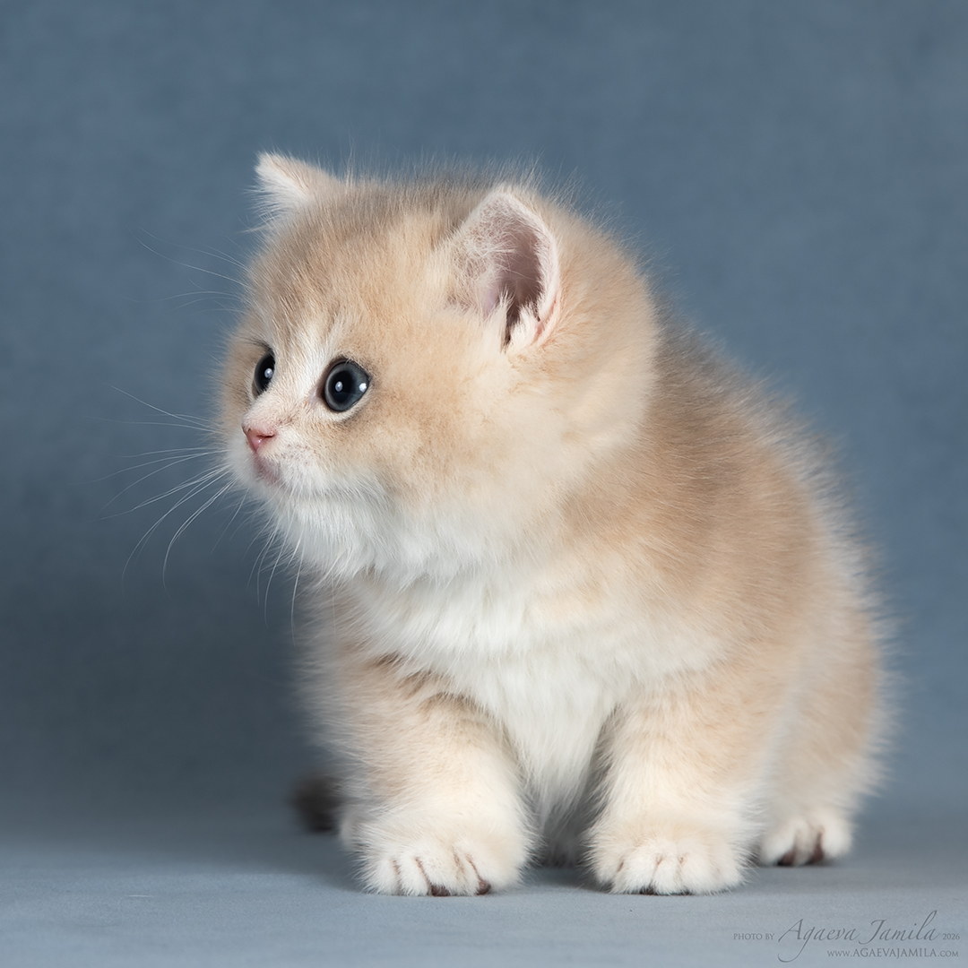 Teddy Apple Wood британская золотая шиншилла