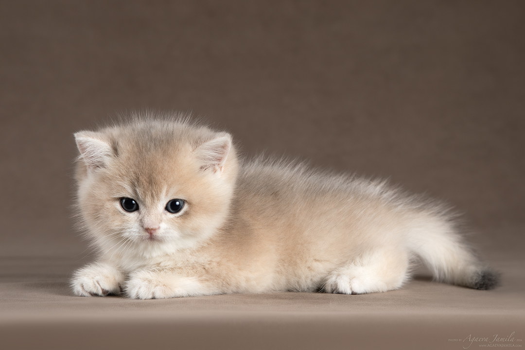 Teddy Apple Wood котёнок британской золотой шиншиллы