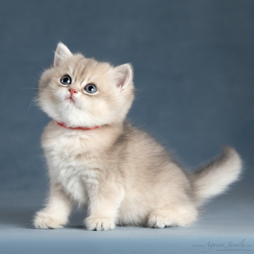 Teona Apple Wood котёнок британской шиншиллы