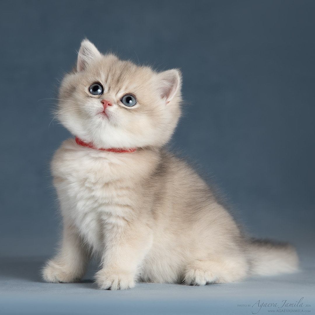 Teona Apple Wood британский котёнок