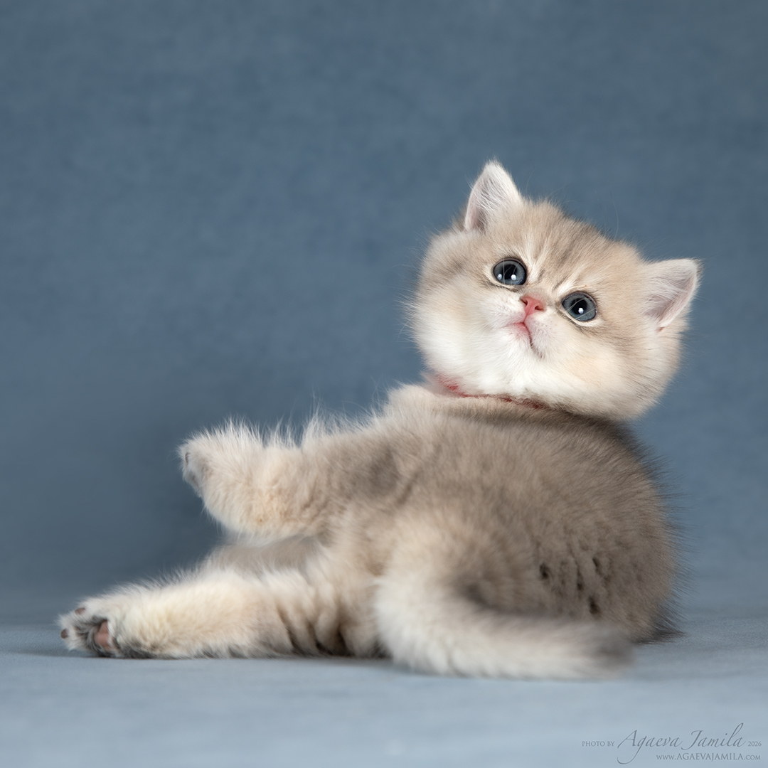 Teona Apple Wood котёнок британской золотой шиншиллы