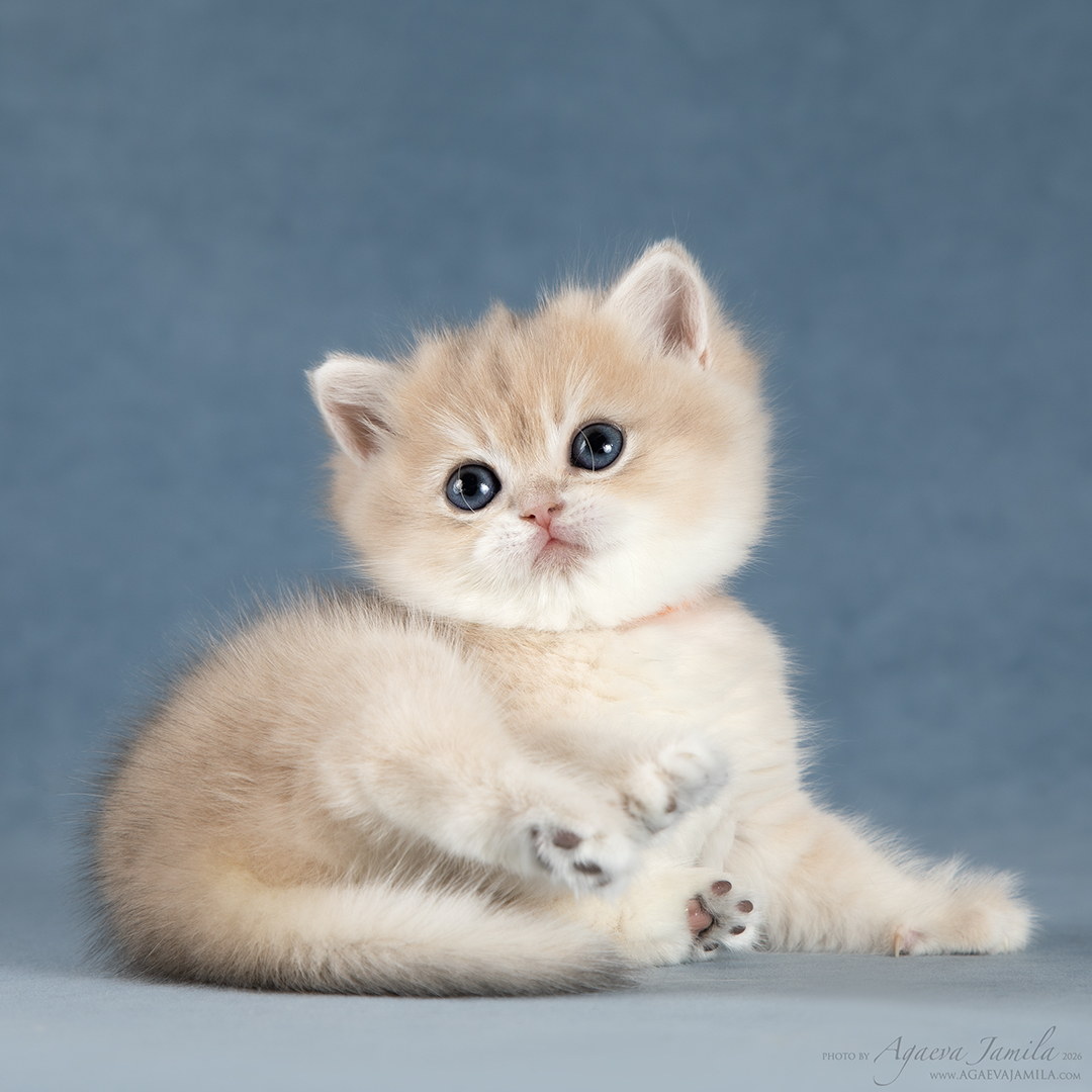 Tessa Apple Wood кошечка золотой шиншиллы