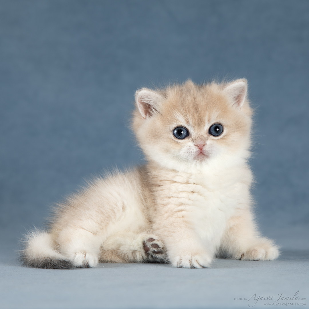 Tessa Apple Wood котёнок британской золотой шиншиллы