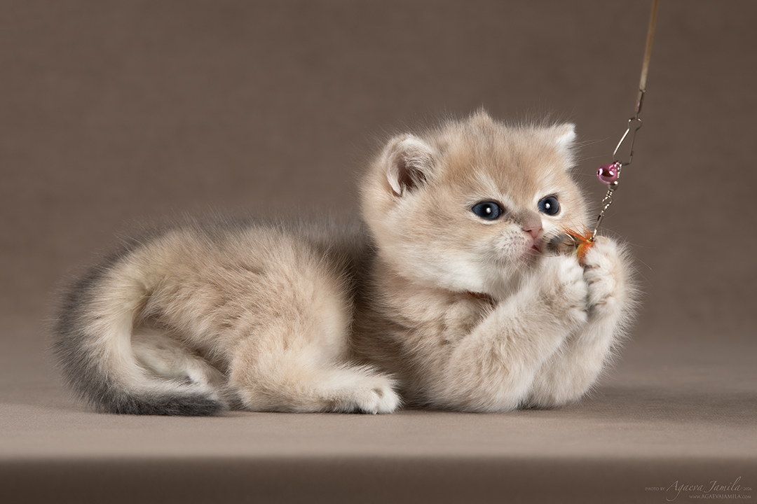 Tessa Apple Wood британский котёнок шиншилла