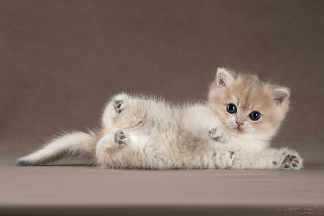 Tessa Apple Wood британский котёнок шиншилла