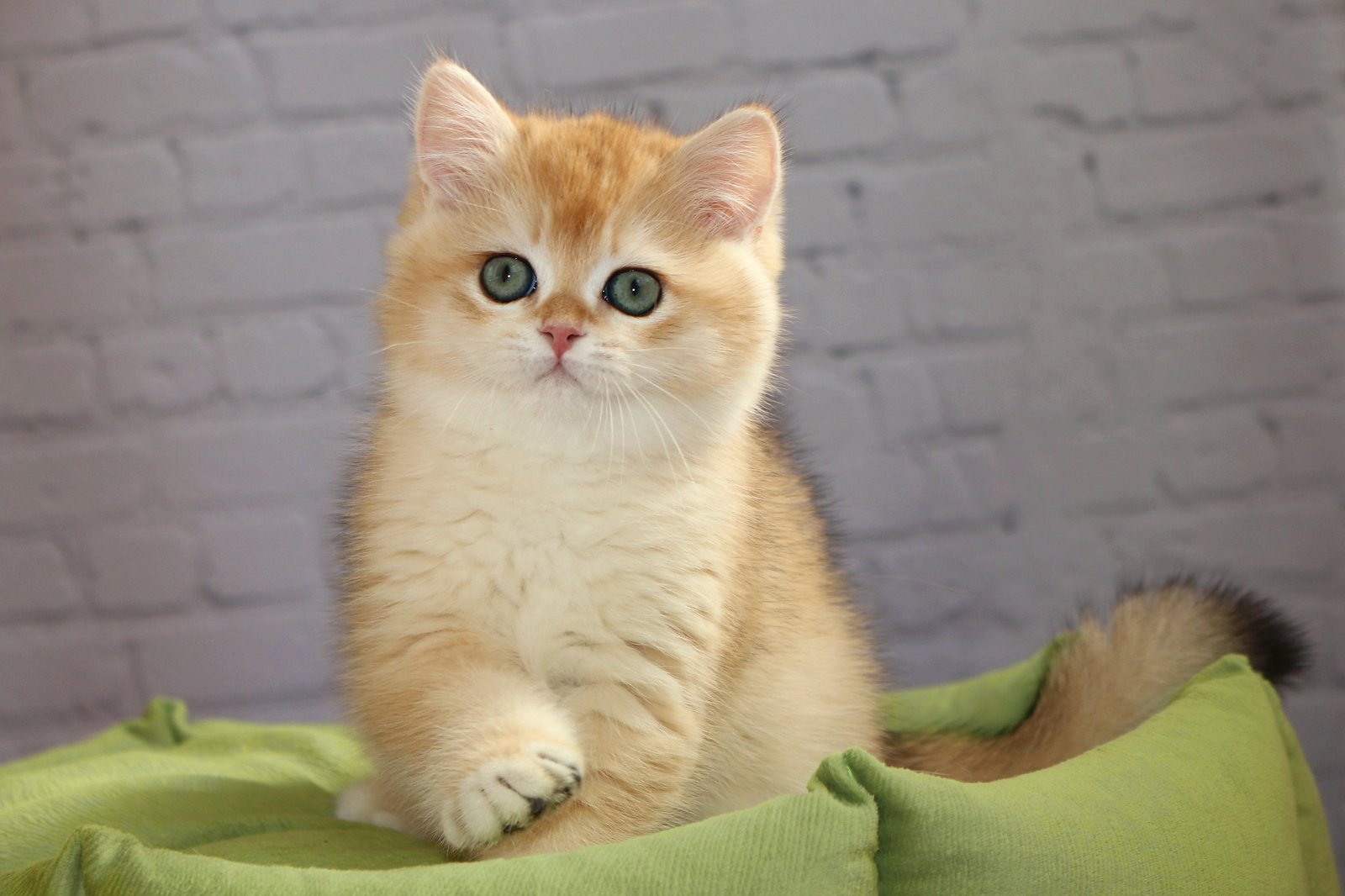 Британский золотой котёнок Simba Apple Wood