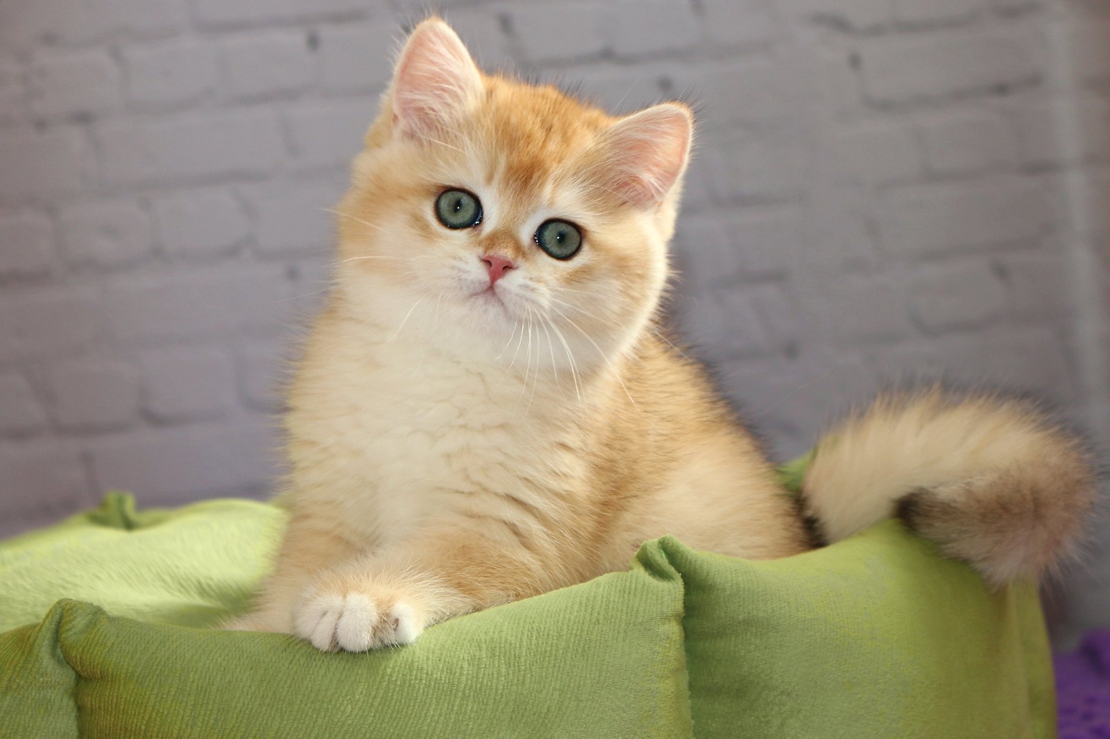 Simba Apple Wood — котёнок Apple Wood