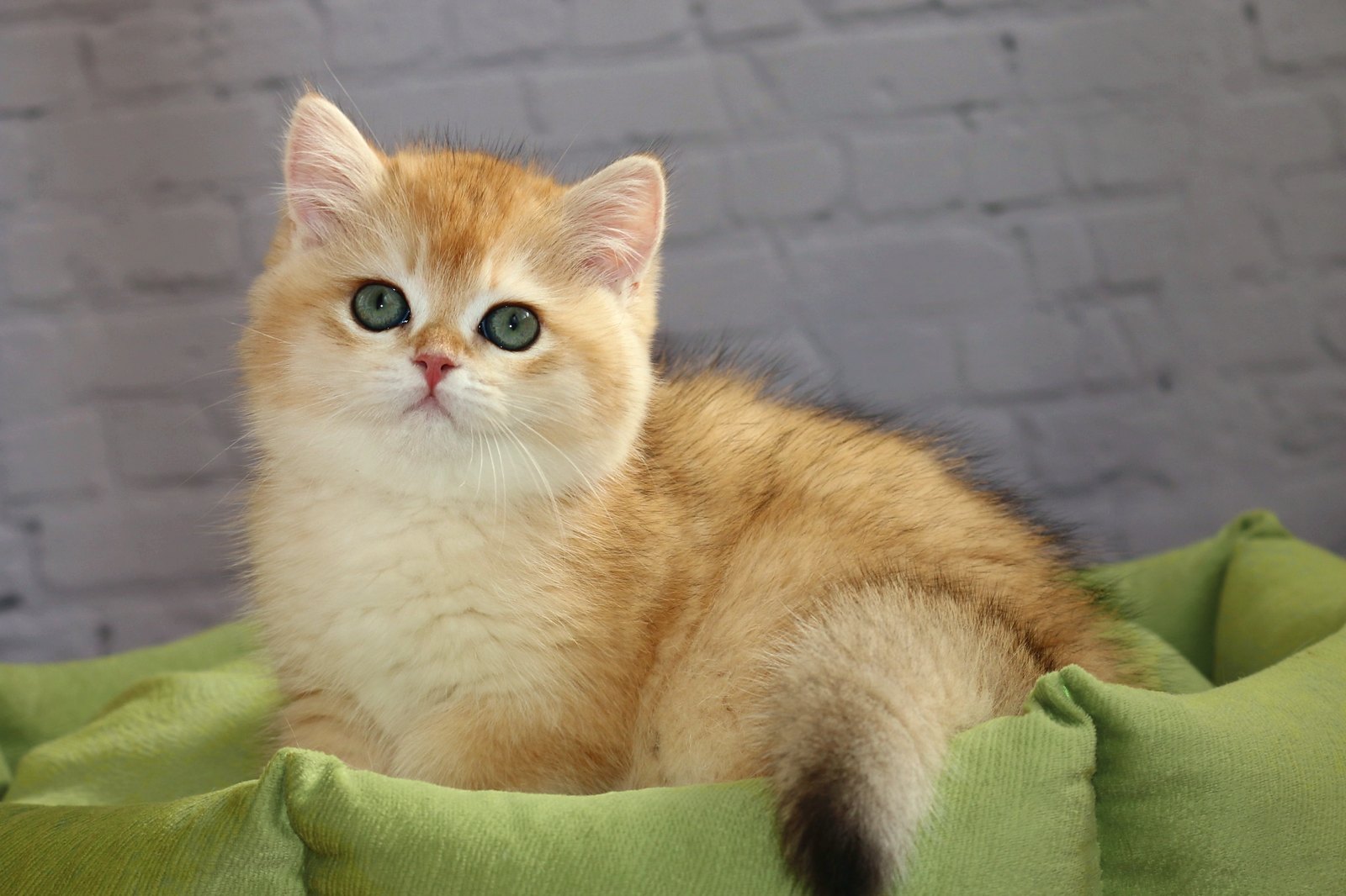 Котёнок Simba Apple Wood BRI ny11
