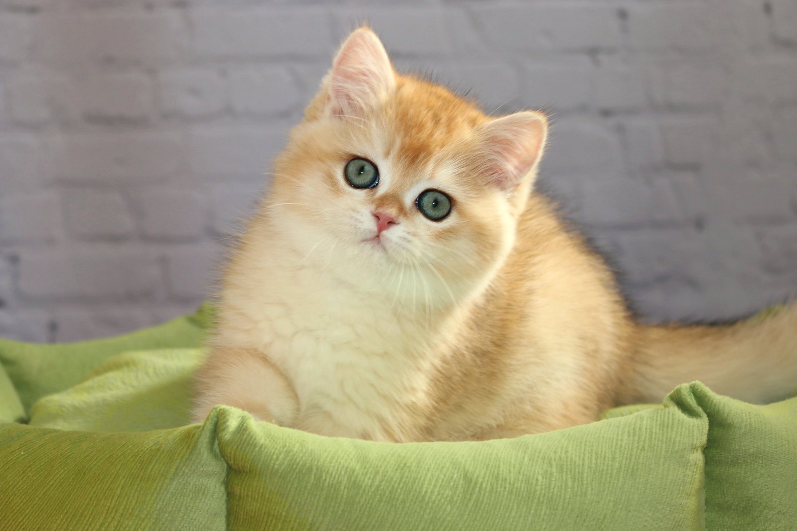 Британский котёнок золотая шиншилла Simba Apple Wood