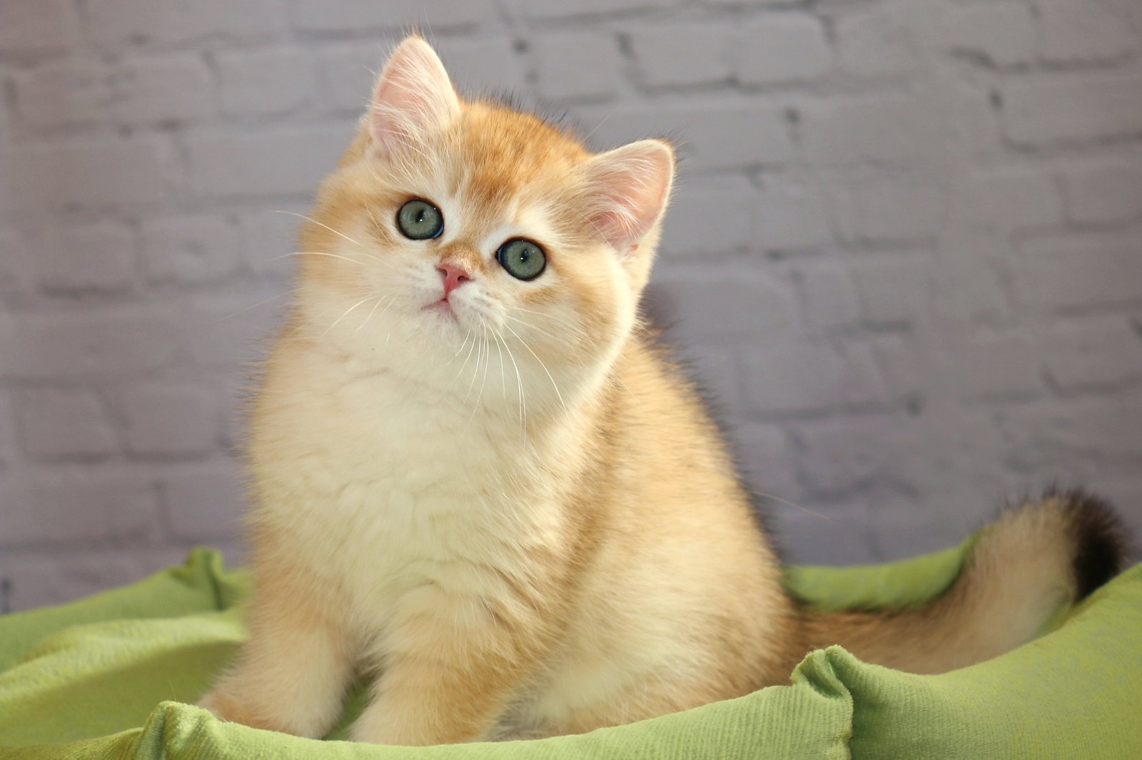 Simba Apple Wood — британский золотой котёнок
