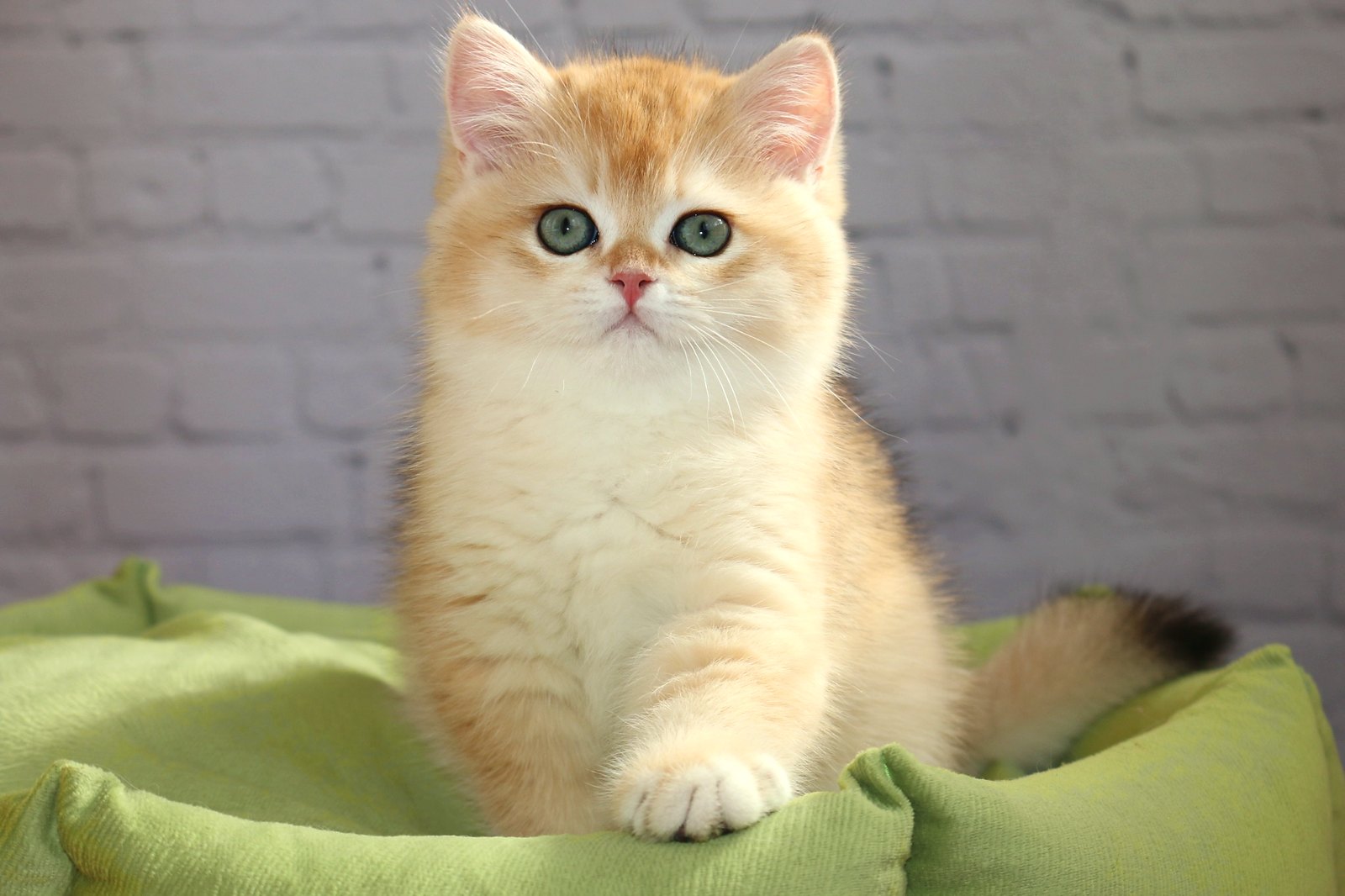 Simba Apple Wood, котёнок британской шиншиллы