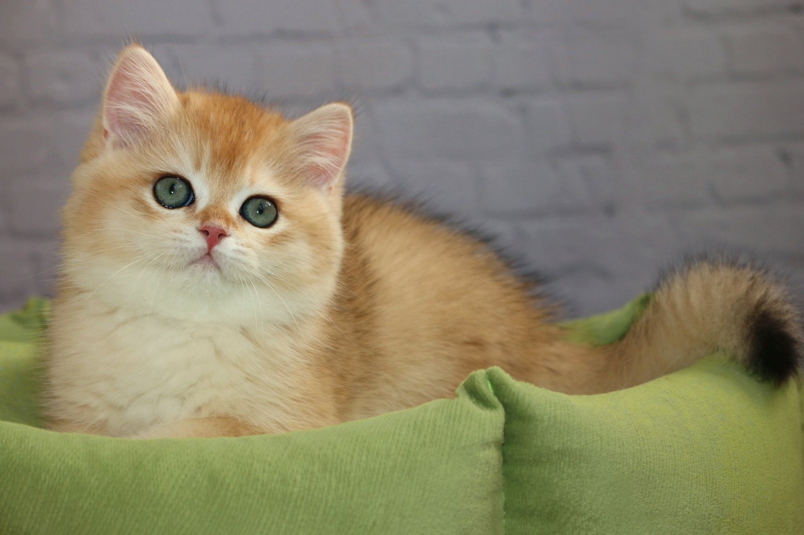 Британский котёнок Simba Apple Wood из питомника Apple Wood