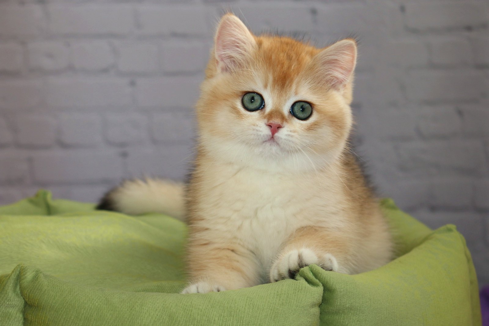 Купить британского котёнка золотая шиншилла Simba Apple Wood