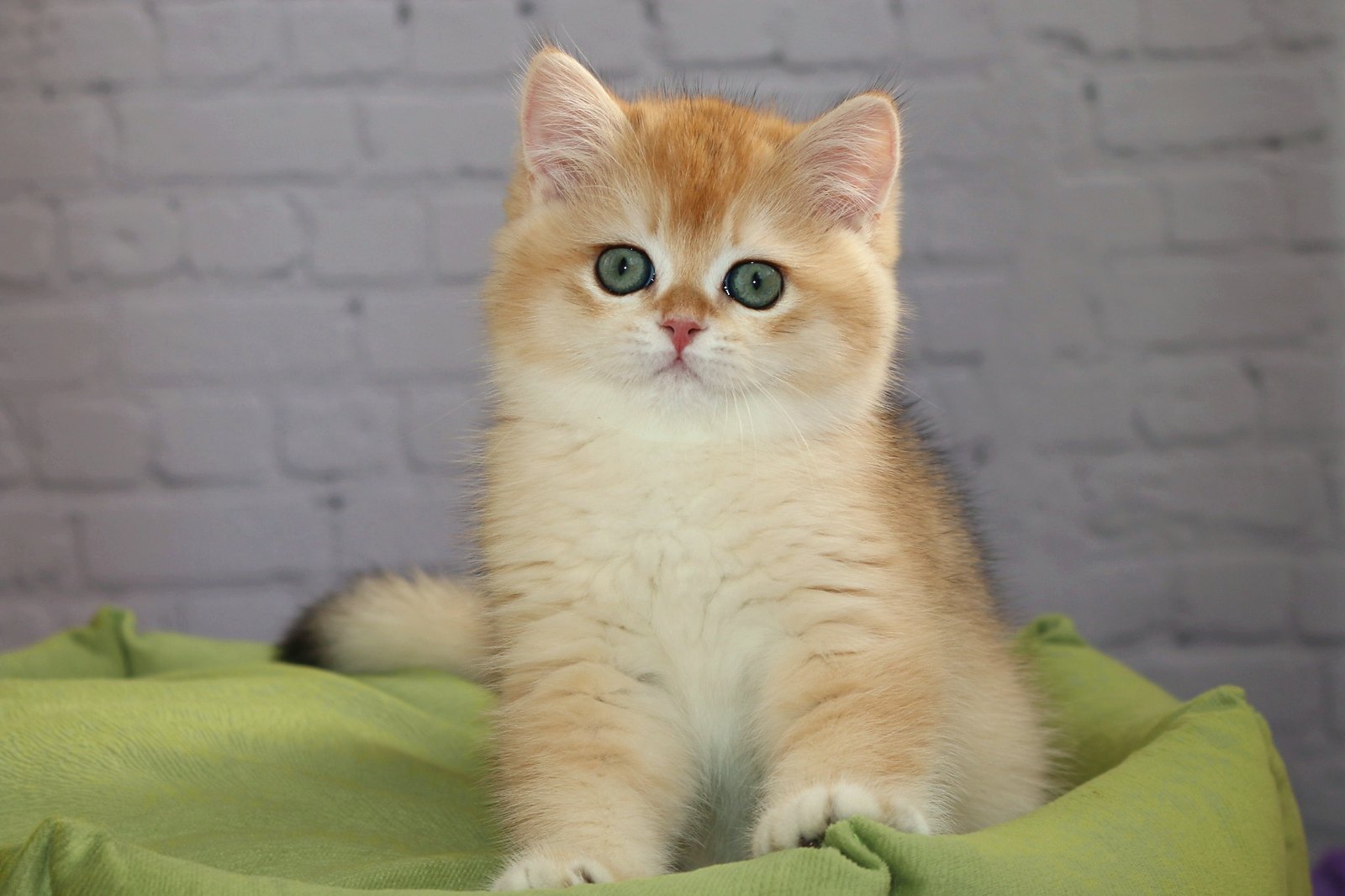 Simba Apple Wood — британский котёнок золотой шиншиллы