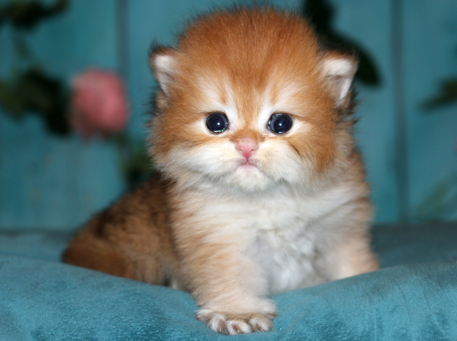 Vesmeria Apple Wood — британская короткошёрстная золотая шиншилла BRI ny11, фото 2