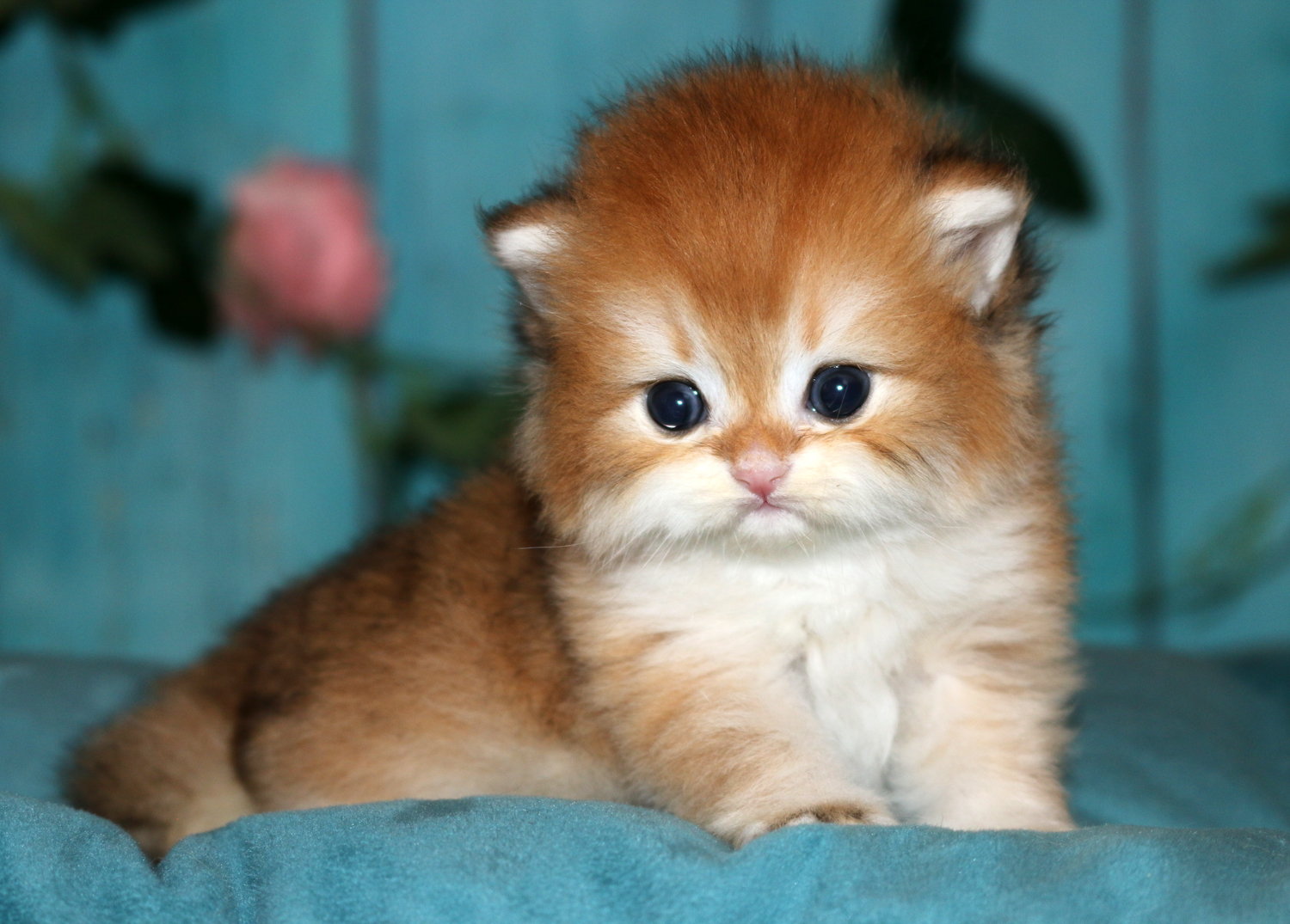 Vesmeria Apple Wood — британская короткошёрстная золотая шиншилла BRI ny11, фото 7