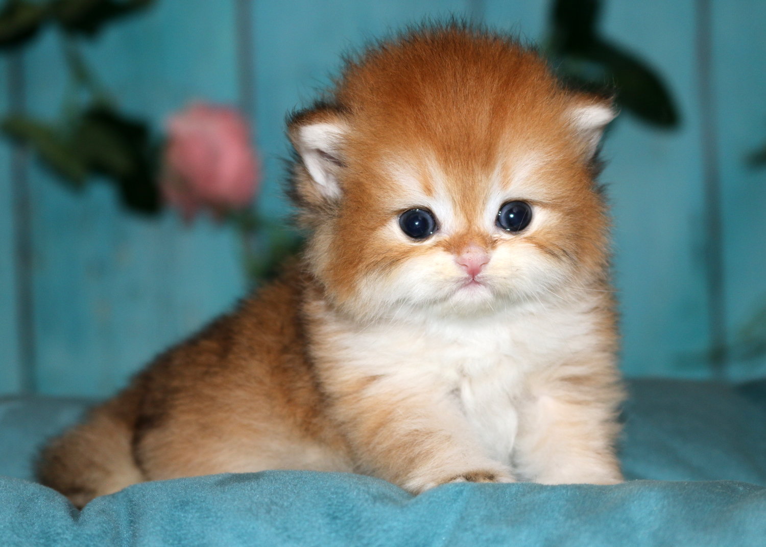 Vesmeria Apple Wood — кошечка британской шиншиллы