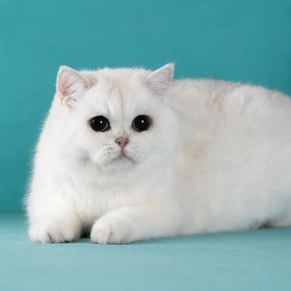 NeoLit Silver Point Enchantress — мама котят британской шиншиллы